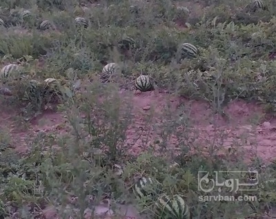 فروش هندوانه گرد