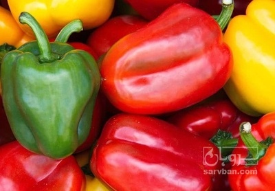 فروش فلفل دلمه ای کارخانه ایی