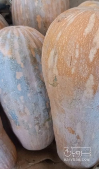 فروش کدو حلوایی