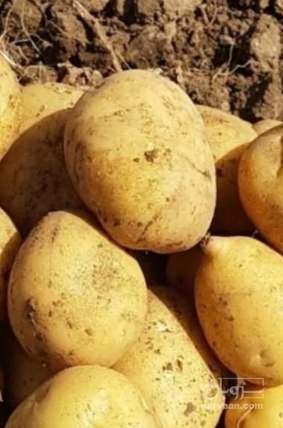فروش سیب زمینی اگریا
