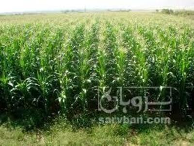 فروش ذرت علوفه ای