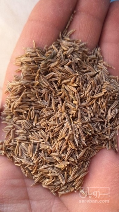 فروش زیره سبز بذری