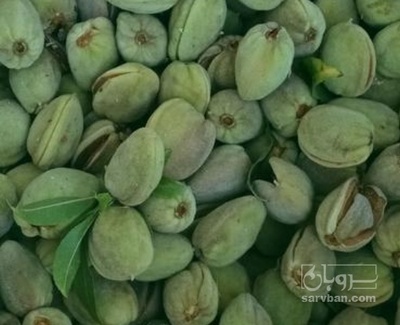 فروش بادام تازه