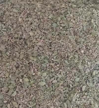 فروش آویشن برگ پهن