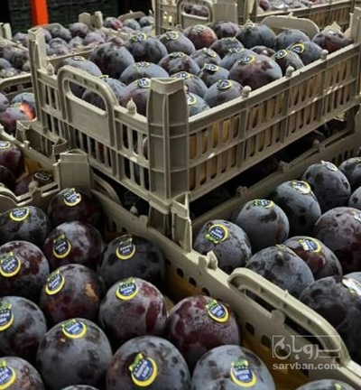 فروش آلو کالفرنیا