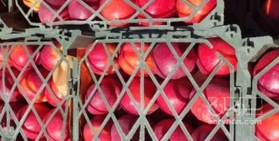 فروش شلیل صادراتی