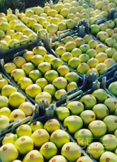 فروش سیب زرد