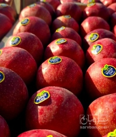 فروش سیب قرمز