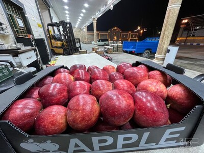 فروش سیب قرمز صادراتی