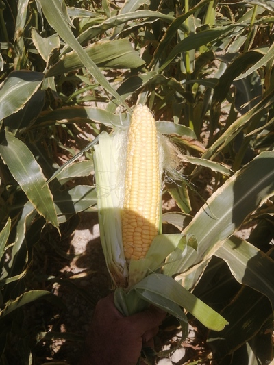 فروش ذرت مکزیکی شیرین