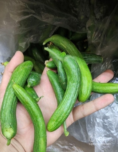 فروش خیار سبز خیار شوری