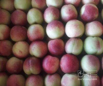 فروش شلیل شمس