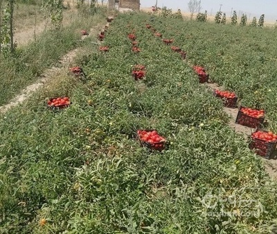 فروش گوجه فرنگی هوای آزاد