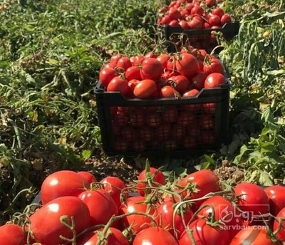 فروش گوجه فرنگی هوای آزاد