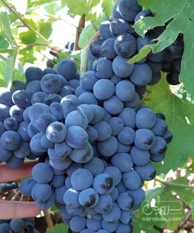 فروش انگور سیاه سردشت