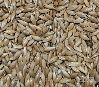 فروش  کتان اردبیل