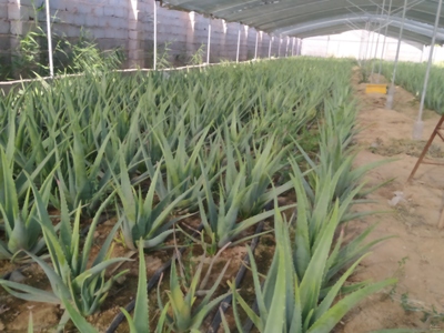 فروش آلوئه ورا