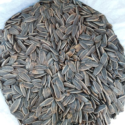 فروش آفتابگردان