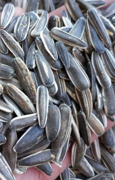 فروش آفتابگردان