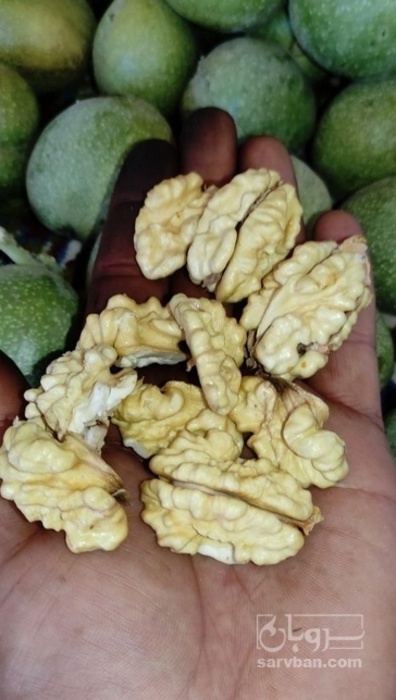 فروش گردو تازه