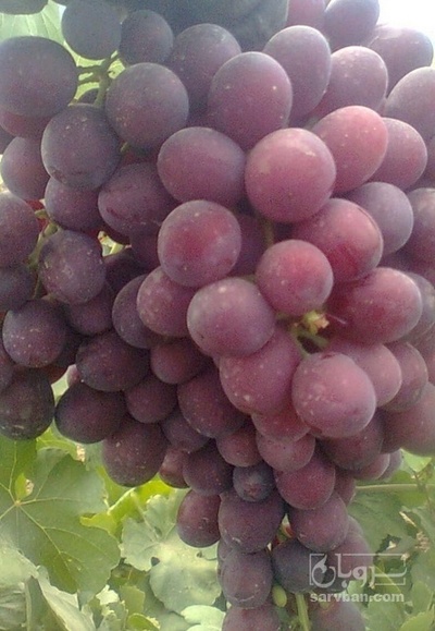 فروش انگور کندری