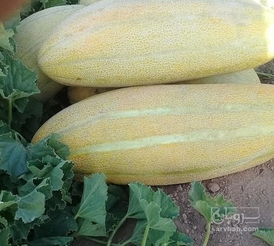 فروش خربزه مشهدی