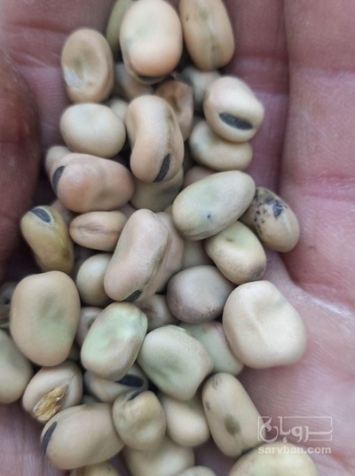 فروش باقلا خشک