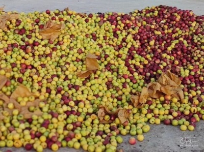 فروش سیب زیر درختی