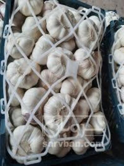 فروش سیر سفید