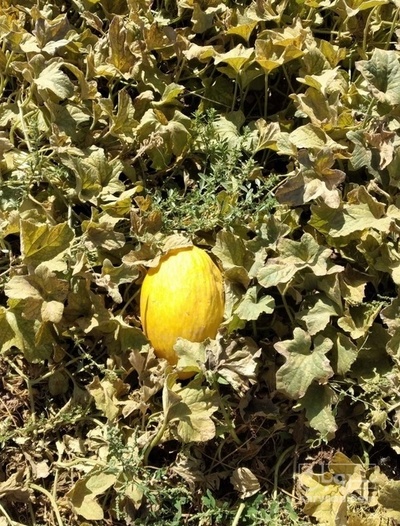 فروش طالبی جانا