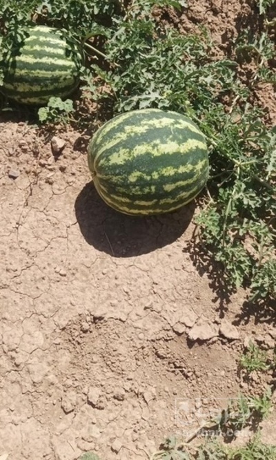 فروش هندوانه گرد