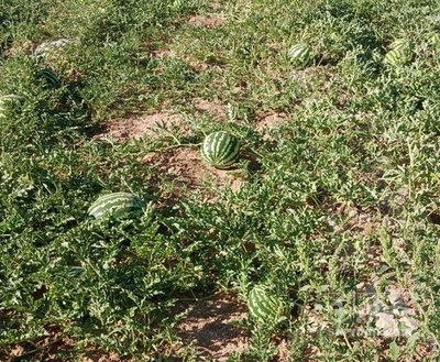 فروش هندوانه گرد