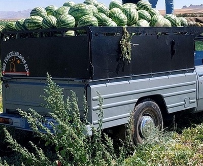 فروش هندوانه گرد