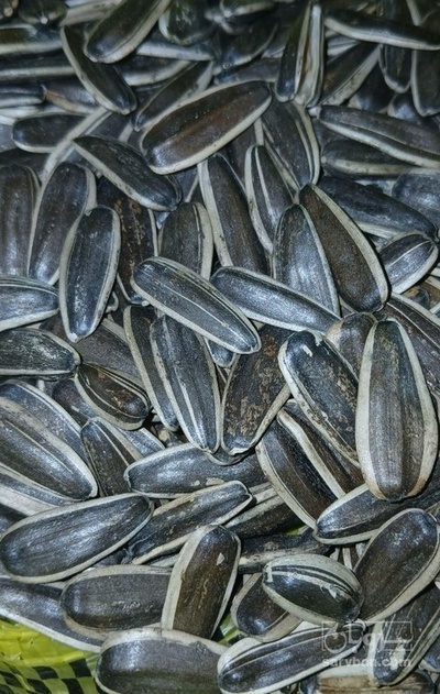 فروش تخمه افتابگرادن