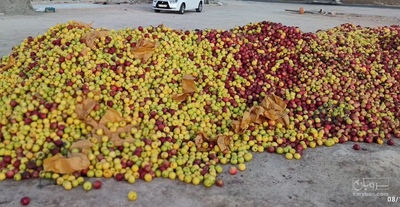 فروش سیب ضایعاتی