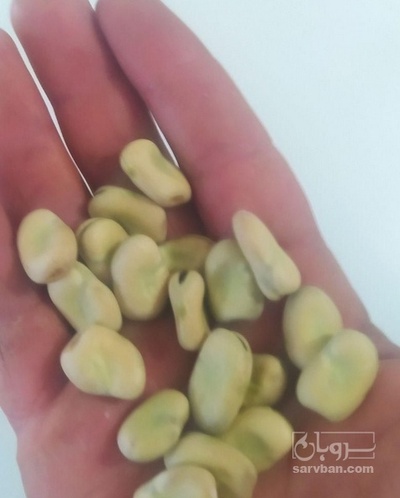 فروش باقالی خشک