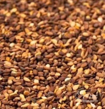 فروش کنجد | سروبان