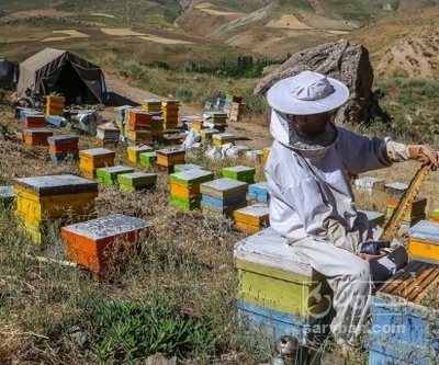 فروش عسل تغذیه