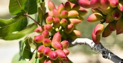 فروش پسته تازه