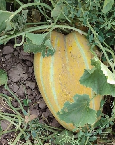 فروش خربزه دامی