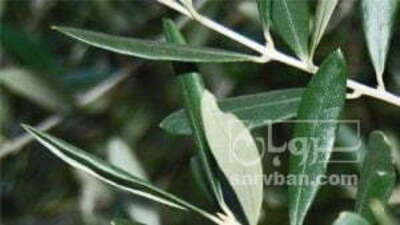 فروش زیتون سبز