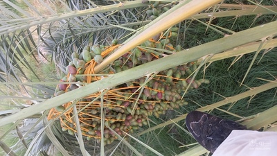 فروش خرما ربی