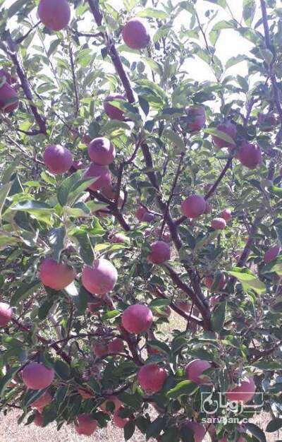 فروش سیب قرمز و زرد و گالا