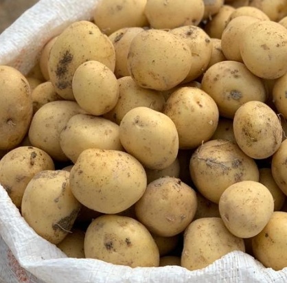 فروش سیب زمینی بذری اگریا