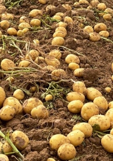 فروش سیب زمینی بذری سیفرا