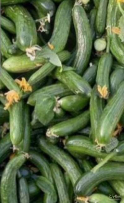 فروش خیار خیارشور