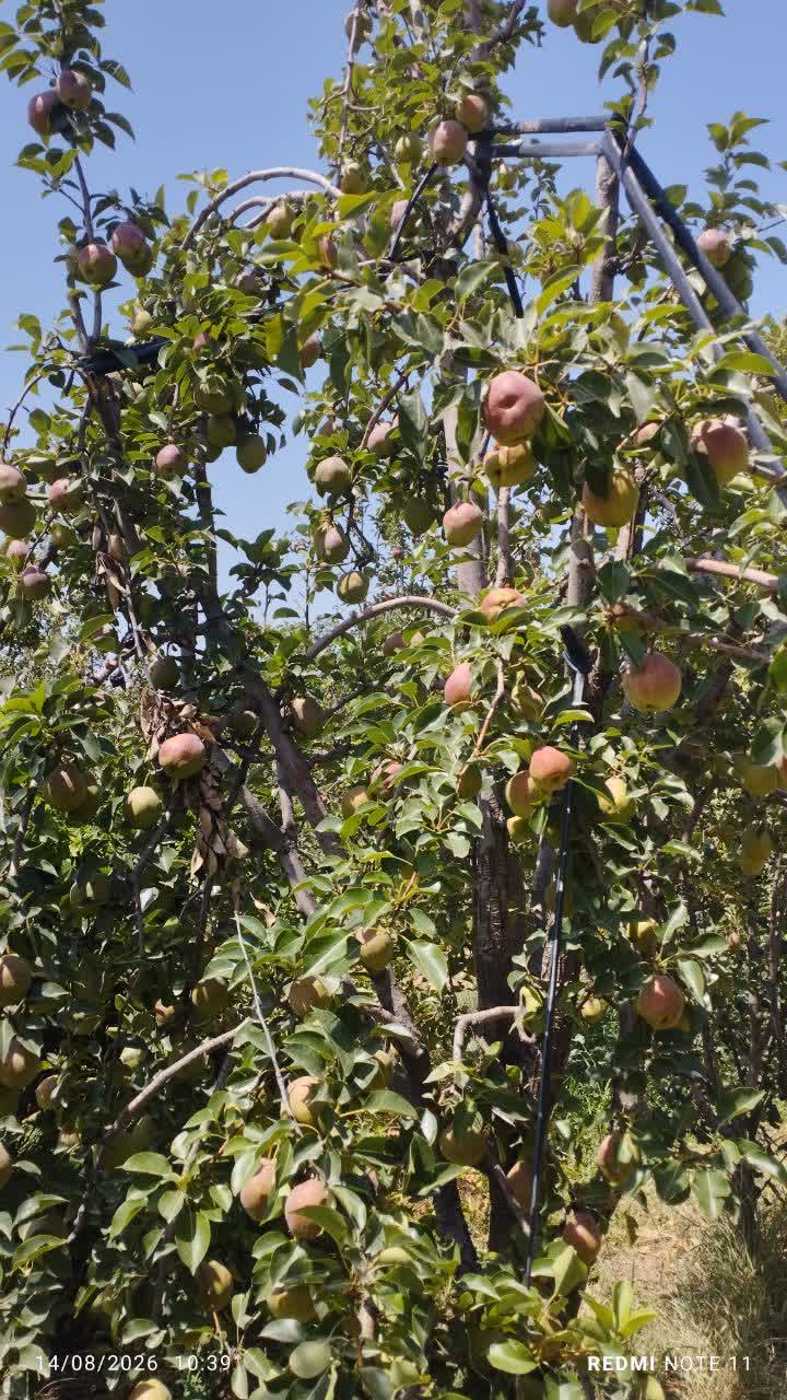 فروش گلابی