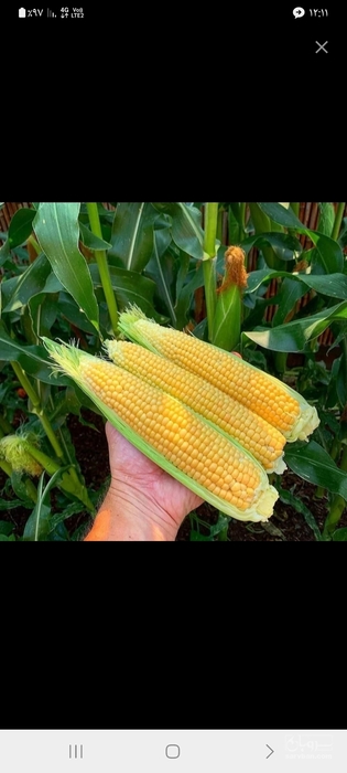 فروش ذرت مکزیکی
