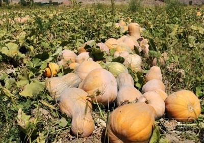 فروش کدو حلوایی