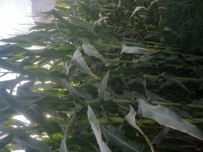 فروش ذرت علوفه ای